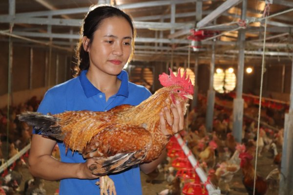 Chị Nguyễn Thị Hiền (HTX Tuyền Hiền) là người đã thực hiện thành công nhân giống gà bằng công nghệ thụ tinh nhân tạo. Mỗi năm cung cấp từ 250.000 - 300.000 con gà giống bản địa Đầm Hà ra thị trường.