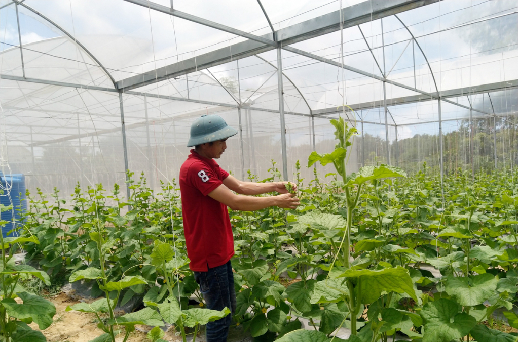 Mô hình trồng dưa lưới của gai đình anh Trương Thế Đô, thôn Đông, xã Dực Yên, tạo việc làm cho hàng chục lao động thời vụ tại địa phương.  