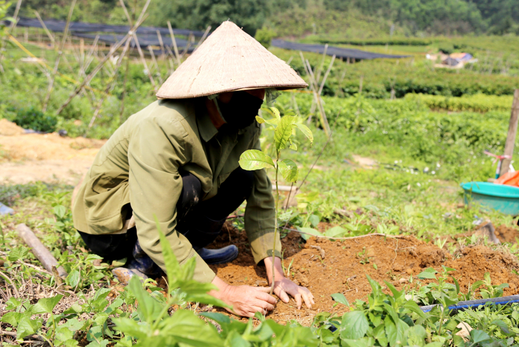 Người dân trồng cây dổi.