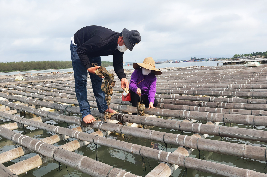 Quảng Ninh có đến 5.500ha nuôi cá biển và nhuyễn thể sử dụng phao xốp.