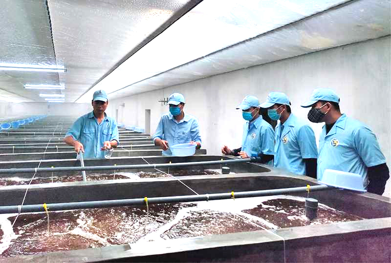 Kỹ sư Tập đoàn Việt - Úc kiểm tra chất lượng tôm giống. Ảnh: Cao Quỳnh
