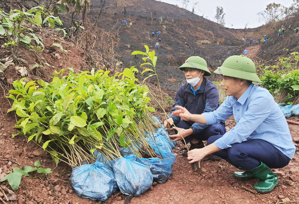 Lãnh đạo huyện Tiên Yên kiểm tra chất lượng cây giổi giống trước khi trồng trên thực địa.
