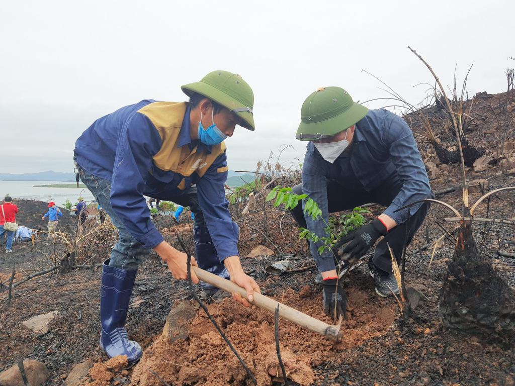 Tính đến thời điểm này, toàn huyện Tiên Yên trồng được gần 50ha rừng lim, giổi, lát. 