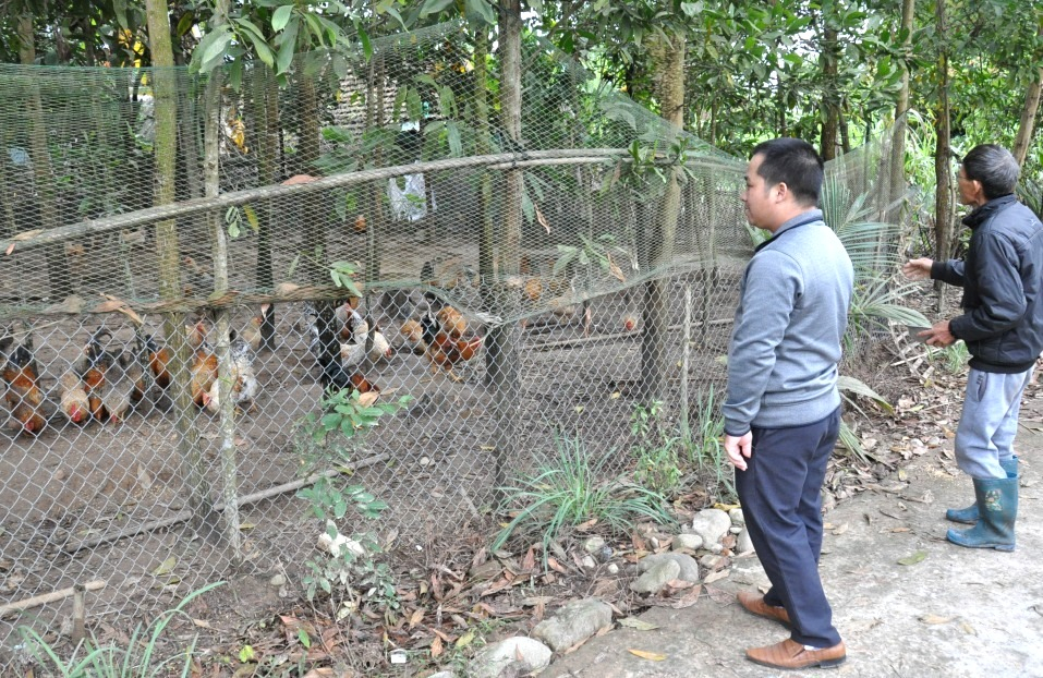 Người dân xã Quảng An, huyện Đầm Hà đầu tư nuôi gà thả vườn.