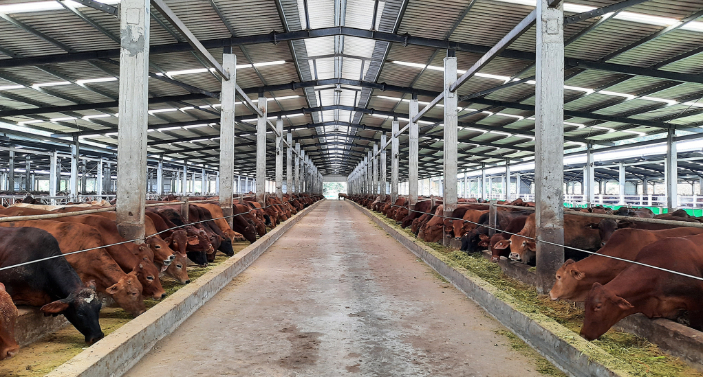 Trang trại chăn nuôi của Công ty CP Đầu tư nông nghiệp Phú Lâm (TP Móng Cái). Ảnh: Thanh Tùng