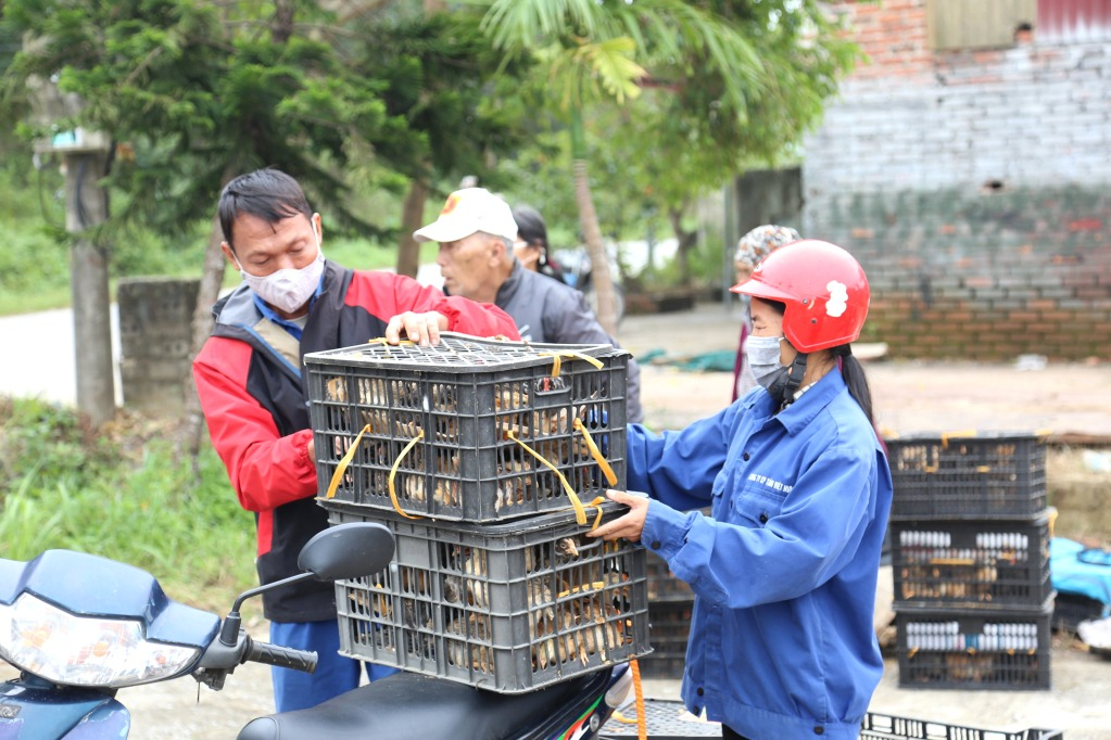 Người dân xã Lê Lợi, TP Hạ Long nhận gà giống do Ban chỉ đạo giảm nghèo thành phố và các doanh nghiệp hỗ trợ trong tháng 10/2021 để phát triển chăn nuôi.