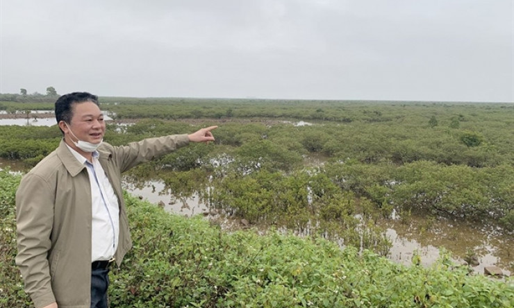 Quảng Ninh locals protect mangrove forests