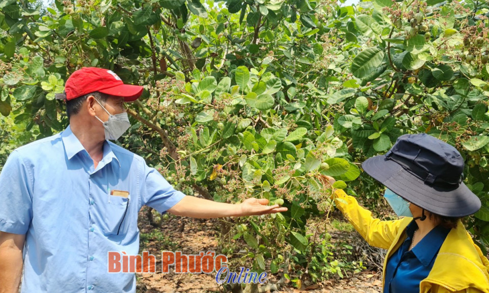 Niên vụ điều 2021-2022: Hy vọng mong manh