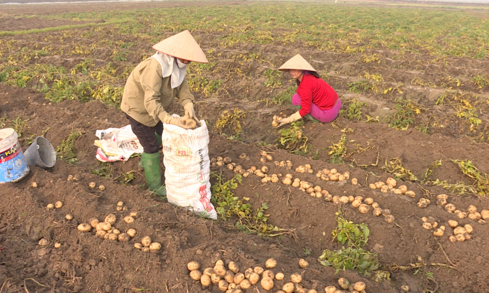 Nông thôn mới - Kinh nghiệm của Bình Dương (Đông Triều)