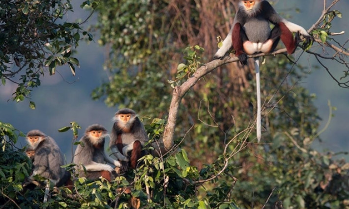 Primate conservation boosts biodiversity in central Việt Nam
