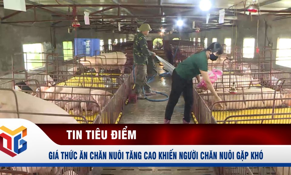 Giá thức ăn chăn nuôi tăng cao khiến người chăn nuôi gặp khó