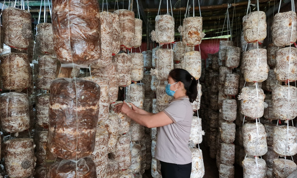 Phụ nữ Đầm Hà: Hiệu quả từ tuyên truyền, vận động