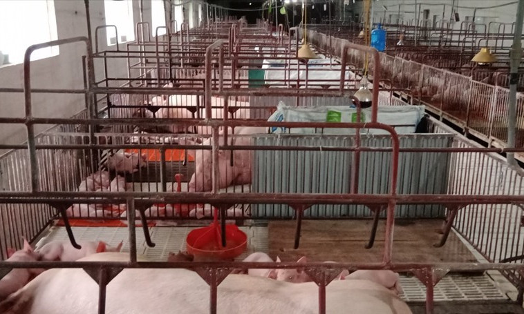 Chênh lệch giá lợn hơi thu hẹp tối đa, vận chuyển lợn giữa các tỉnh giảm