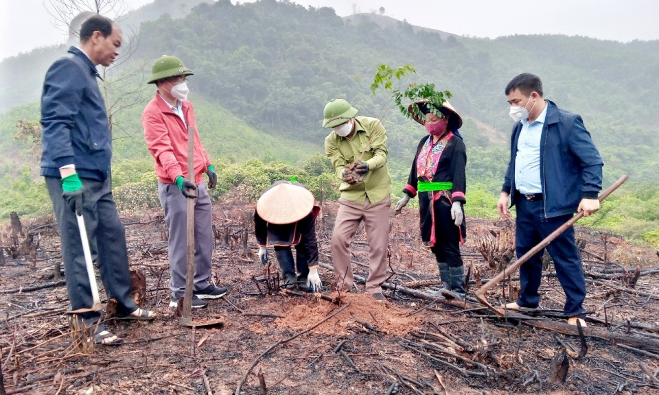 Đăng ký hưởng ứng trồng lim, giổi, lát trên địa bàn tỉnh năm 2022