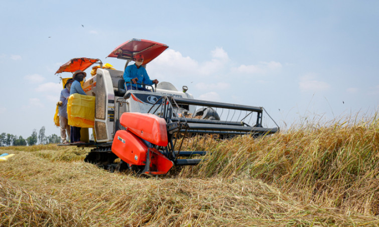 Giá gạo xuất khẩu Việt Nam cao nhất 3,5 tháng