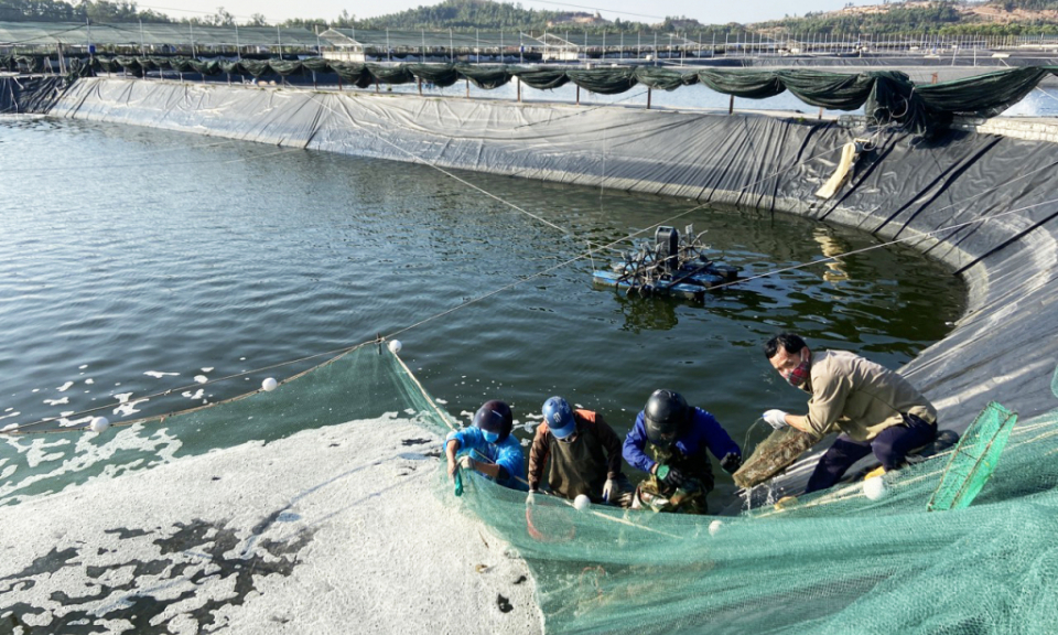Phát triển con tôm trở thành đối tượng nuôi chủ lực của ngành thuỷ sản