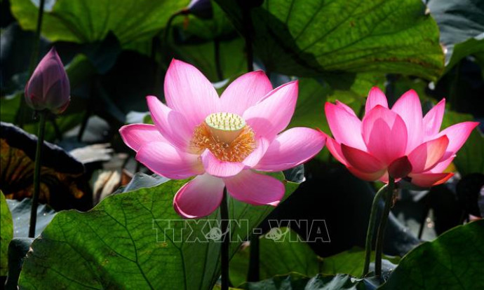 Tôn vinh 'Sen trong đời sống văn hóa Việt'