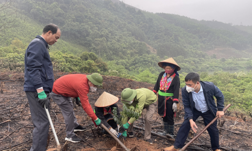Mở hướng đi mới trong phát triển lâm nghiệp bền vững