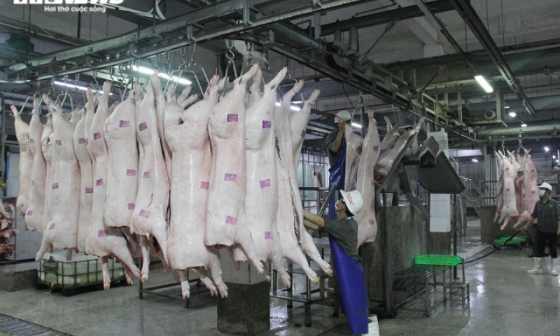 Giá lợn hơi tiến sát mốc 60.000 đồng/kg