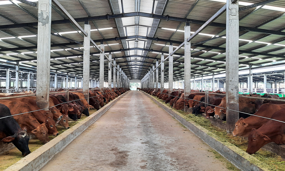 Phát triển chăn nuôi bền vững