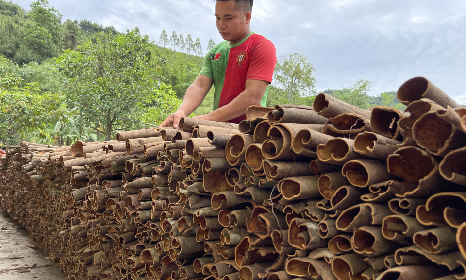 Tiên Yên: Phát triển nông, lâm nghiệp theo hướng bền vững
