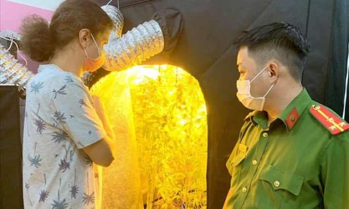 Truy tố người nước ngoài trồng và tàng trữ trái phép cần sa