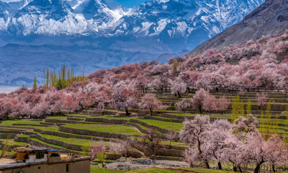 Mùa xuân ở Pakistan qua ống kính khách Việt