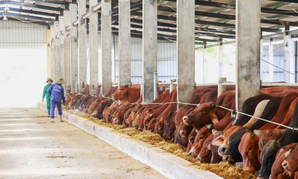 Phát triển chăn nuôi chất lượng cao
