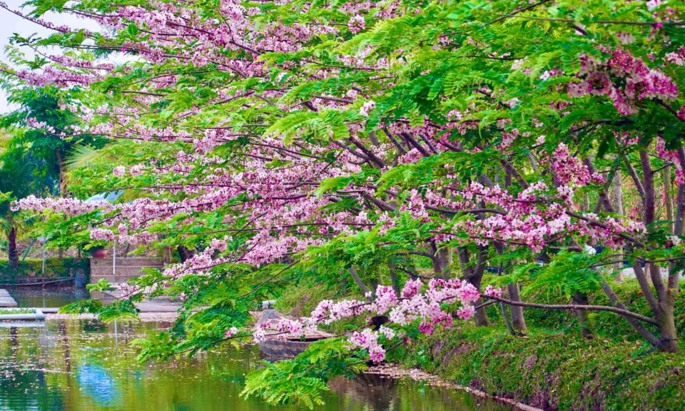 Độc lạ “hoa anh đào” nở rộ tại Đồng Tháp