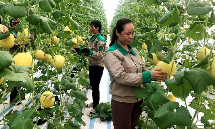 Quang Ninh determines to boost digital transformation in agriculture