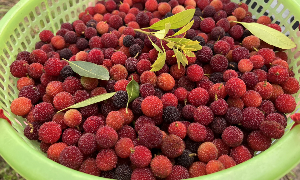 Chín mọng thanh mai Vân Đồn