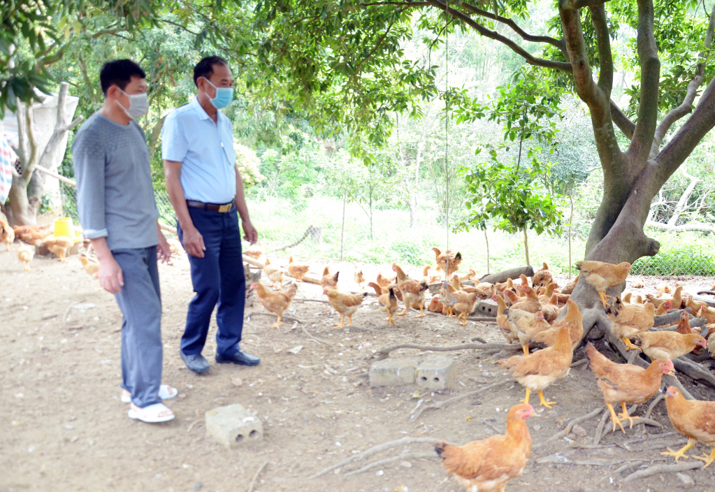 CCB Nguyễn Văn Chinh (thứ nhất) thôn Bằng Xăm, xã Lê Lợi (TP Hạ Long) làm giàu từ mô hình nuôi gà ri lai thương phẩm.