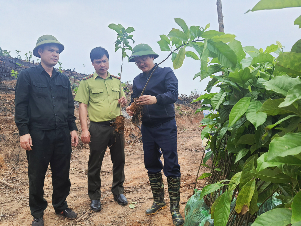 Cây giổi giống trồng trên diện tích rừng của Công ty TNHH MTV lâm nghiệp Tiên Yên đạt chất lượng tốt.
