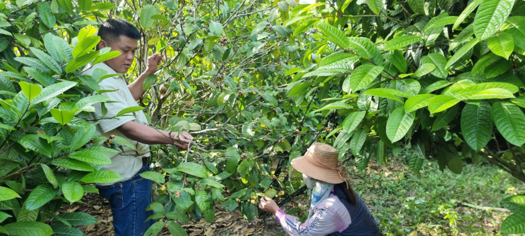 Mô hình trồng trà hoa vàng của vợ chồng anh Trìu Đức Kim và chị Triệu Kim Liên, thôn Làng Cổng, xã Đồn Đạc cho thu nhập cao.