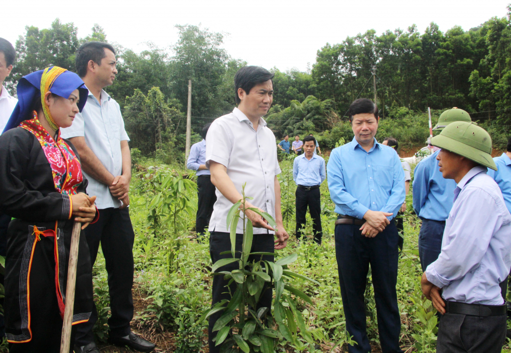 Đồng chí Nguyễn Tường Văn, Chủ tịch UBND tỉnh kiểm tra mô hình trồng cây quế của Hợp tác xã Nông lâm nghiệp và Dịch vụ Ba Chẽ.