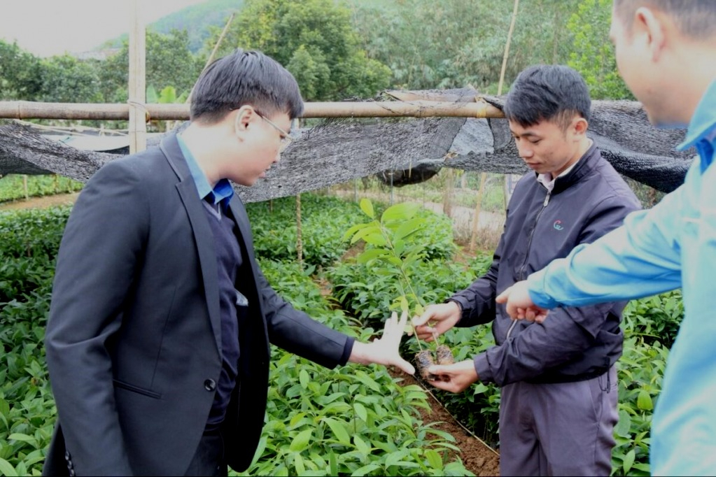 Bí thư Tỉnh Đoàn Hoàng Văn Hải thăm vườn cây giống của Công ty CP Quế hồi Quảng Ninh do thanh niên Lỷ A Tài, xã Quảng Lâm (huyện Đầm Hà) làm chủ.
