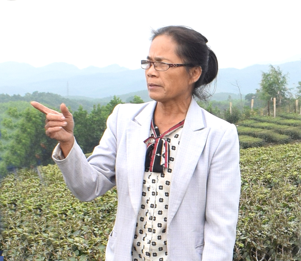 Bà Hà Ngọc Quỳnh luôn trăn trở làm thế nào phát triển tốt hơn cây chè trên quê hương Hải Hà