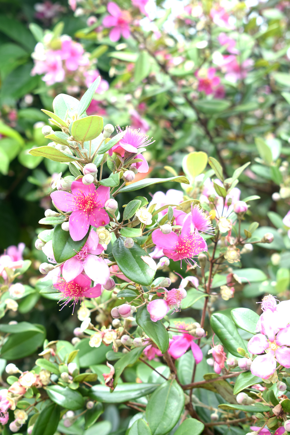 Tháng 5 là mùa hoa sim nở rộ ở nhiều nơi ở xã Hải Sơn, nhưng đẹp nhất vẫn là đồi sim cách trung tâm xã Hải Sơn khoảng 3 km