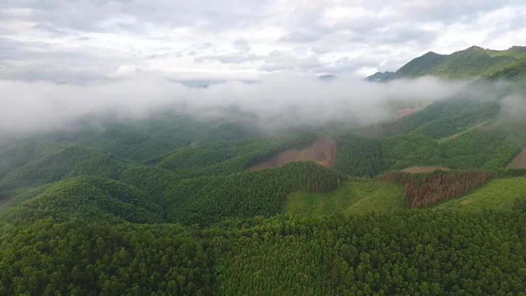 Quảng Ninh đang có độ che phủ rừng cao hơn mức bình quân chung cả nước là 13,05%, đứng thứ 14/63 tỉnh thành.