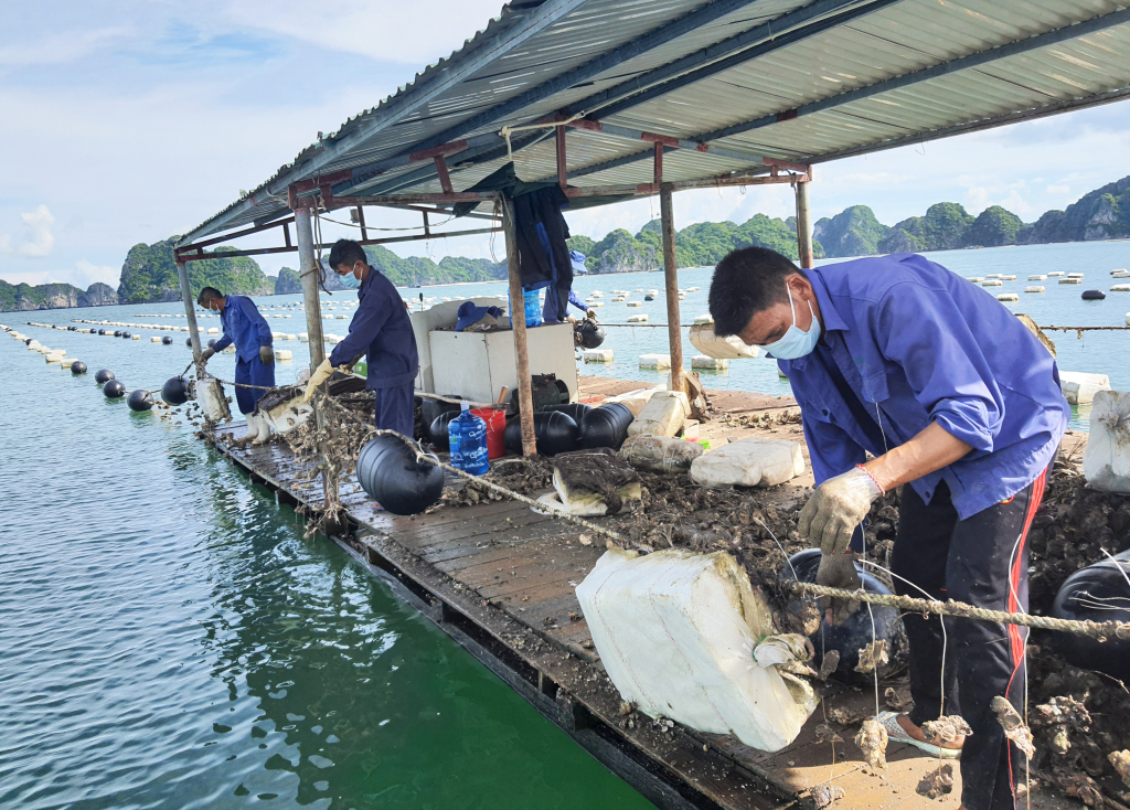 Các hộ nuôi trông thủy sản huyện Vân Đồn chủ động chuyển đổi phao xốp sang phao nhựa HDPE. Ảnh: Việt Hoa