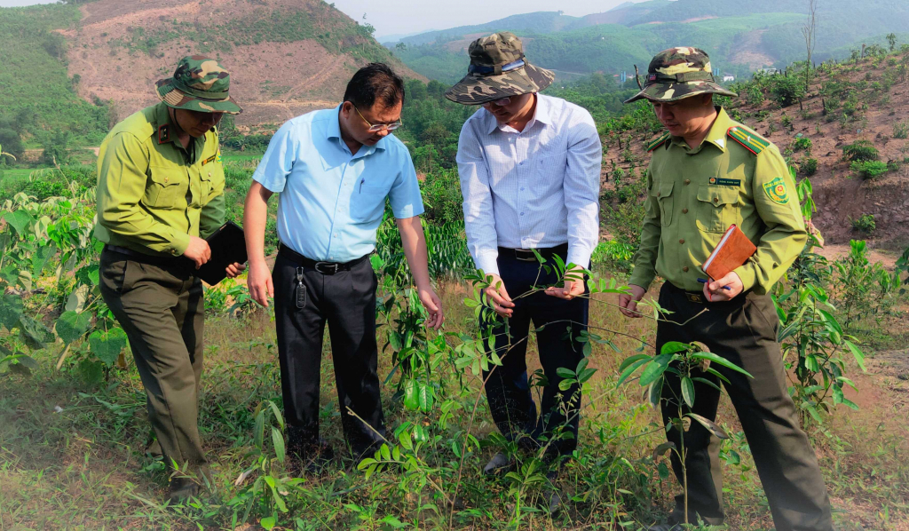 Đoàn công tác kiểm tra mật độ, diện tích cây gỗ lớn của người dân xã Thanh Sơn trong thực hiện chính sách hỗ trợ theo Nghị quyết 337 của HĐND tỉnh.