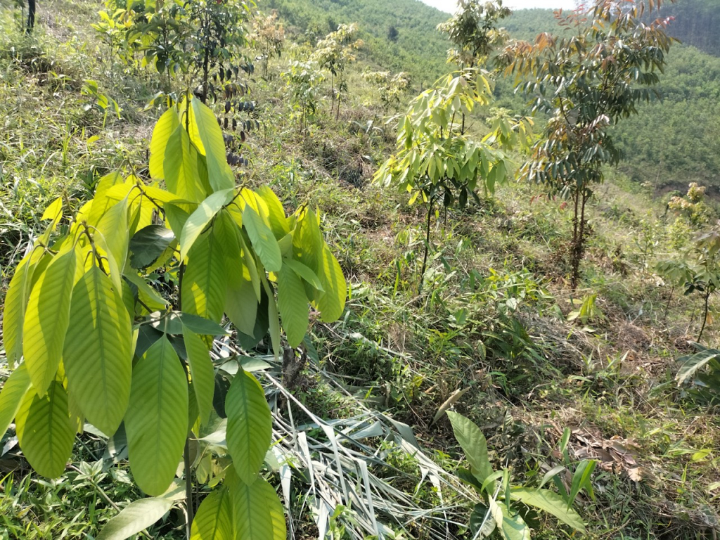 Diện tích dổi, dè vàng, dẻ đỏ do cán bộ, nhân dân xã Dân Chủ trồng và chăm sóc, sau 1 năm đã phát triển tốt