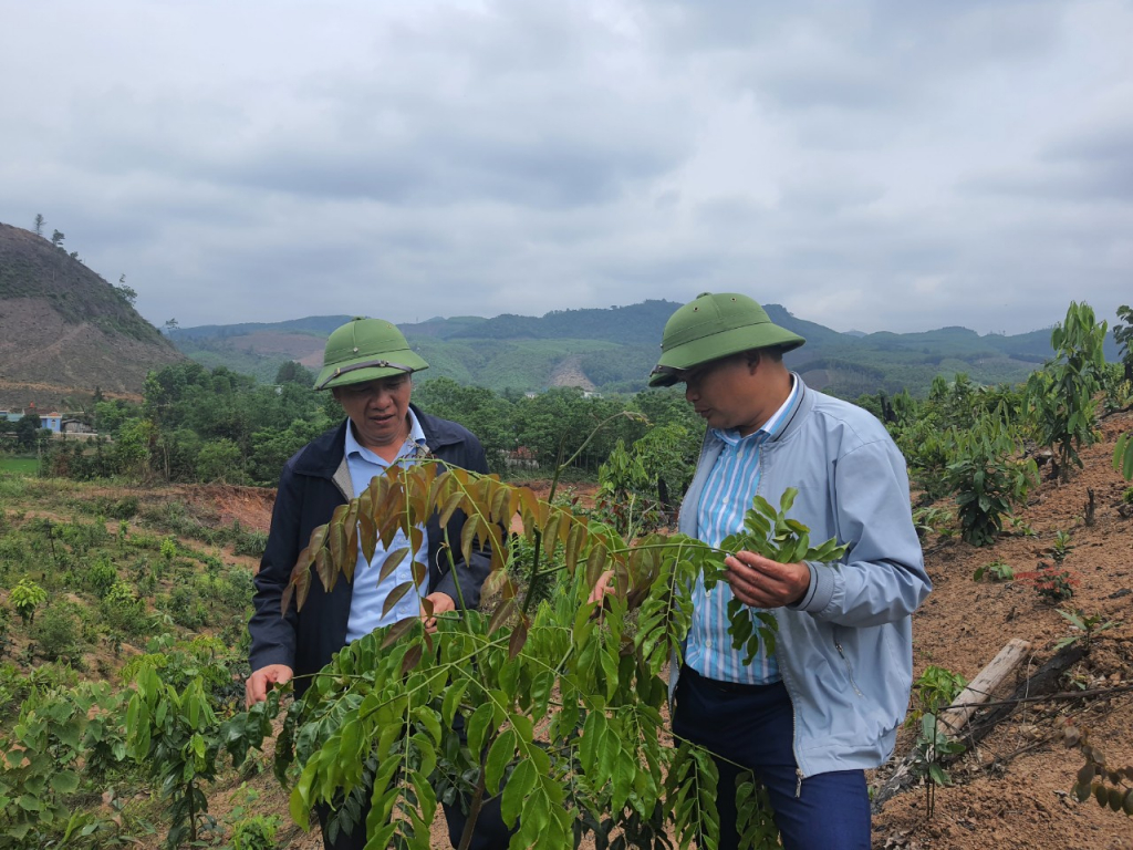 mô hình trồng kết hợp lim, quế, dược liệu của người dân xã Thanh Sơn BC