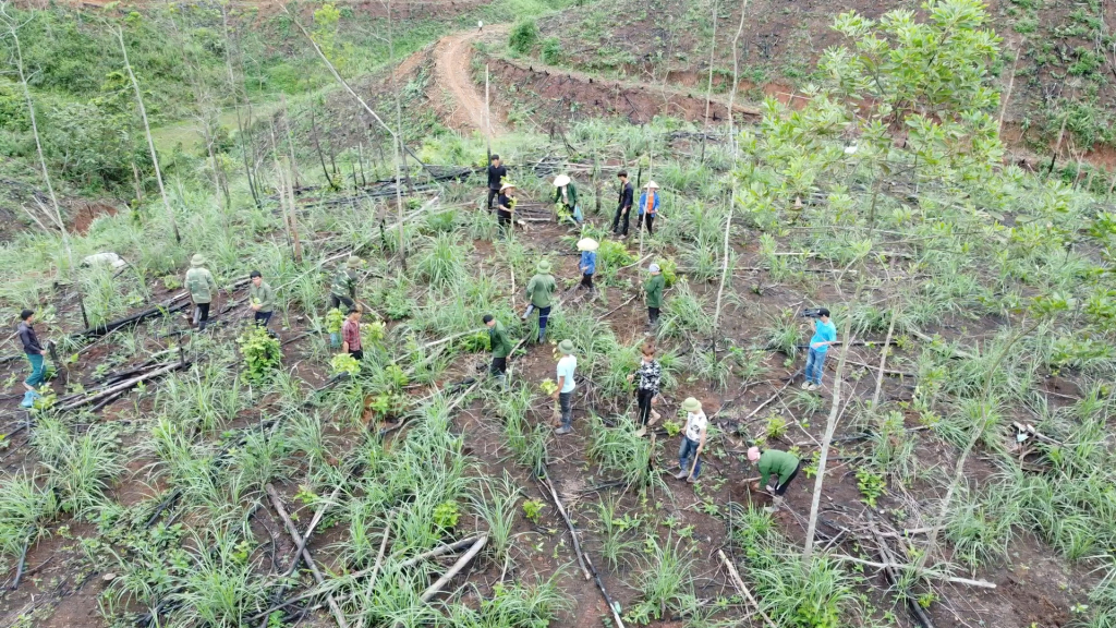 Đến nay huyện Tiên Yên đã trồng được 204ha rừng gỗ lớn với các loài lim, lát, giổi, bằng 45% kế hoạch. Đến nay huyện Tiên Yên đã trồng được 204 ha rừng gỗ lớn với các loài lim, lát, giổi. 
