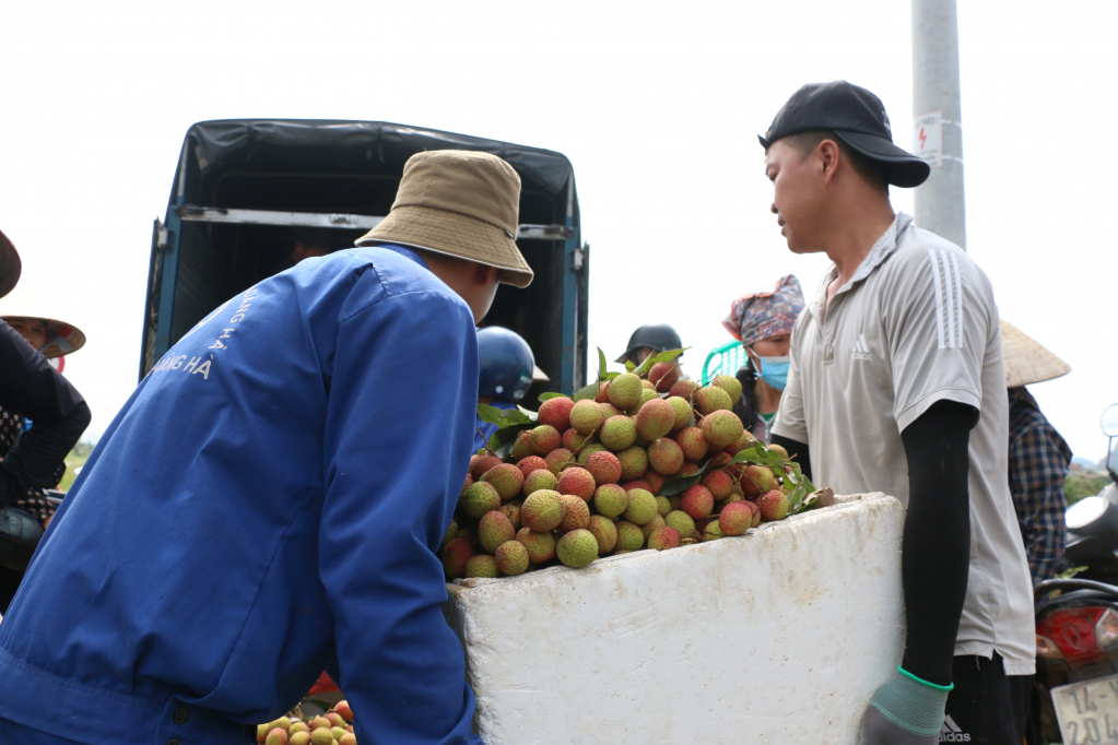 Các thương lái vào tận nơi thu mua vải chín sớm Phương Nam giúp các hộ dân tiết kiệm thời gian, chi phí vận chuyển.