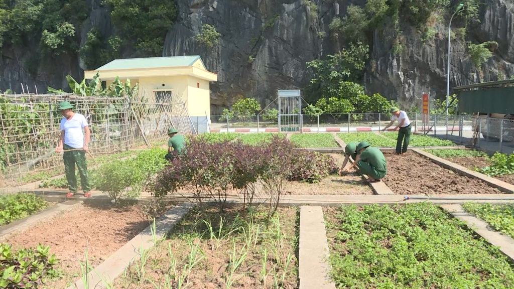 CBCS Đồn Cẩm Phả tăng gia sảm xuất tạo nguồn thực phẩm sạch cải thiện bữa ăn cho bộ đội.