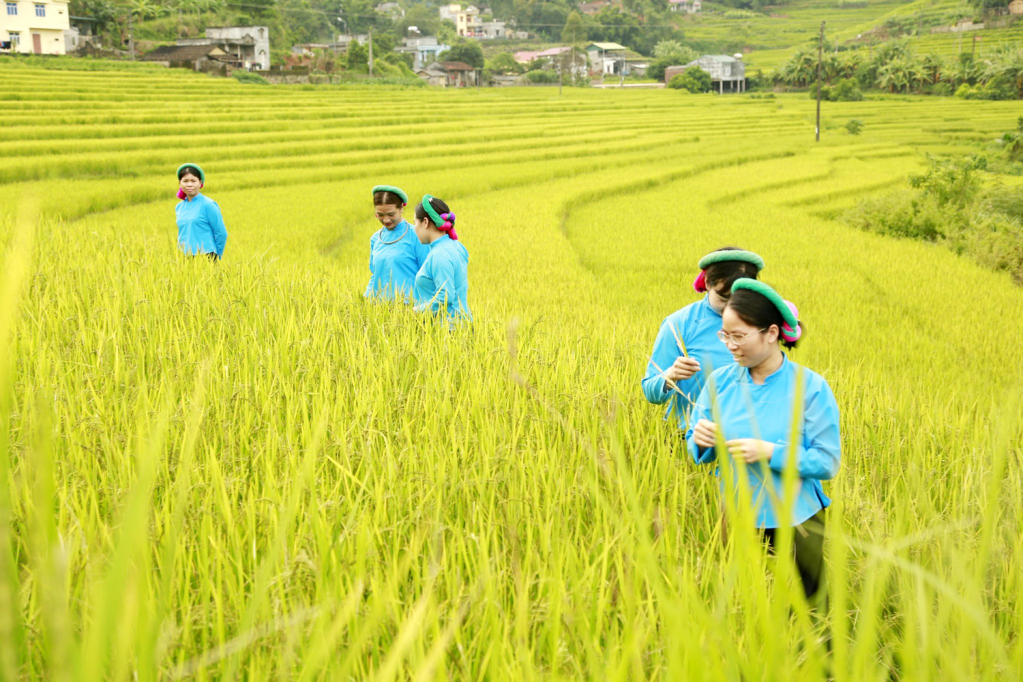 The ripening rice season in Dai Duc commune.