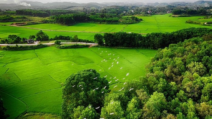 Hua Mountain, which is located in the middle of rice fields in Ruong Village, Dai Binh Commune, is home to thousands of storks of various kinds.