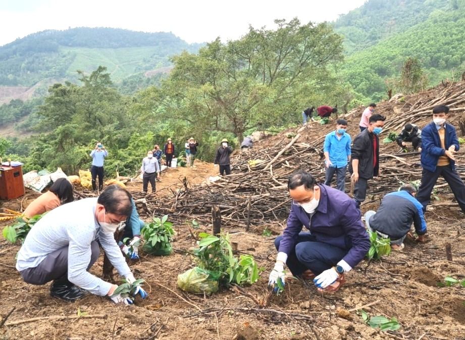 Hội nông dân tỉnh ra quân trồng rừng gỗ lớn tại khu Pắc Liềng 2, thị trấn Bình Liêu, huyện Bình Liêu.