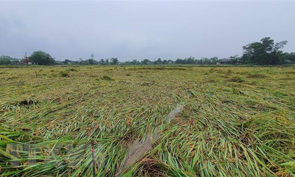 3.000ha lúa bị rạp đổ, người dân Quảng Trị đứng trước nguy cơ mất mùa